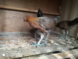 Jual Ayam ketawa