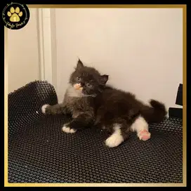 PROMO 9.9 BRITISH LONGHAIR MUNCHKIN NON STANDAR JANTAN