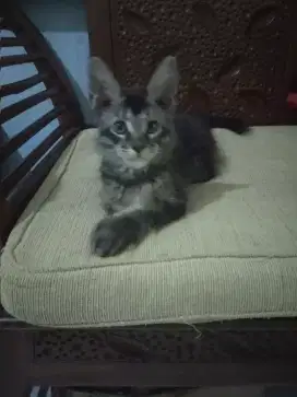 Kucing minecoon