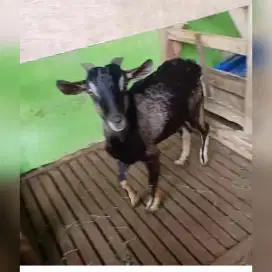 Kambing hias mini jantan, kacang ori