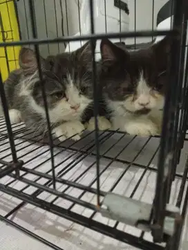2 Kucing Kitten exo platnose