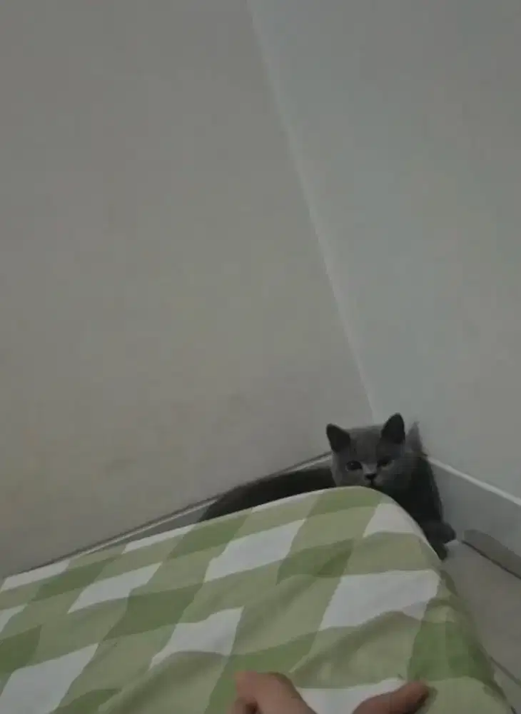 British Shorthair BSH Blue Solid PED WCF
