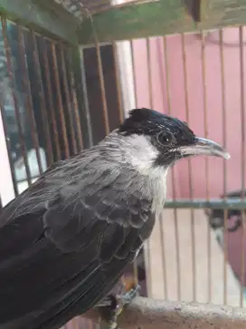 kutilang jinak harian rajin
