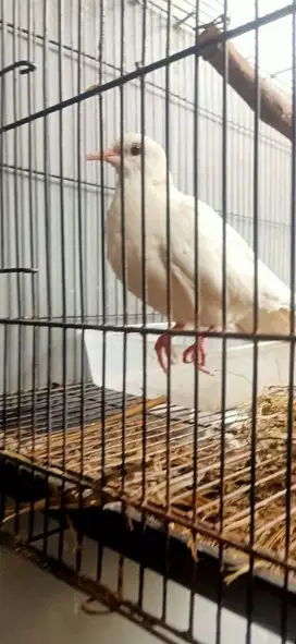 Puter putih albino betina