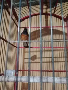 Jual murai betina siap cuz burung aja