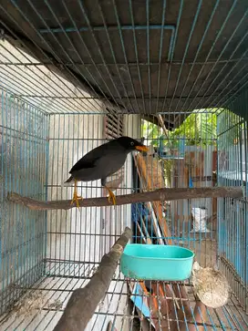 Kandang dan burung