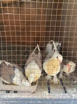 anakan merpati hias