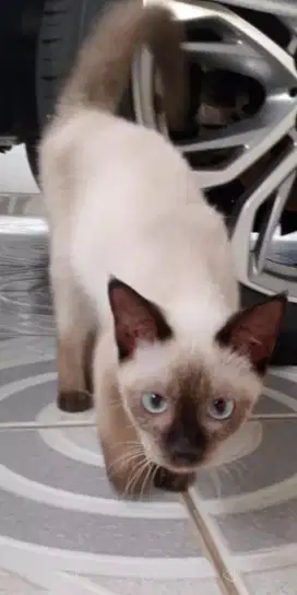 Kitten BSH mixed SIAM lahir agst 2024