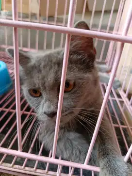 Kucing british short hair