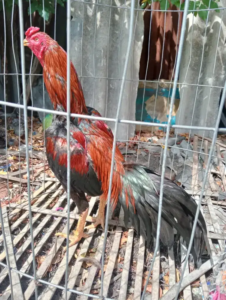Ayam Bangkok klasik tulang padat