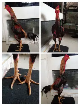 Ayam Bangkok klasik ukuran 5-5,5