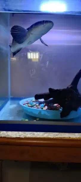 IKAN CHANNA FREE AQUARIUM