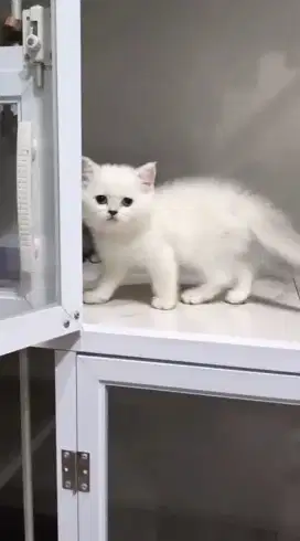LA kitten BSH Jantan 2 bulan