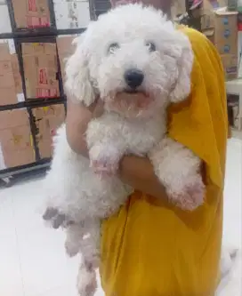 Poodle betina putih Hamil tua