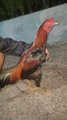 Jual ayam bngkok