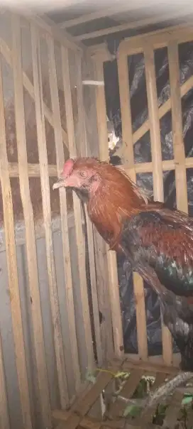 Jual ayam mangon lembe