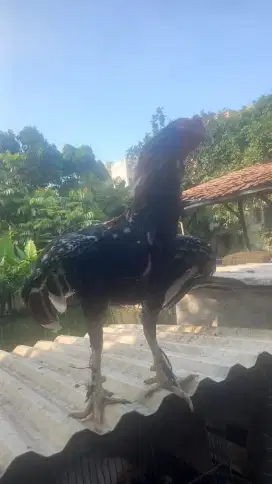 Jual ayam Bangkok lembe