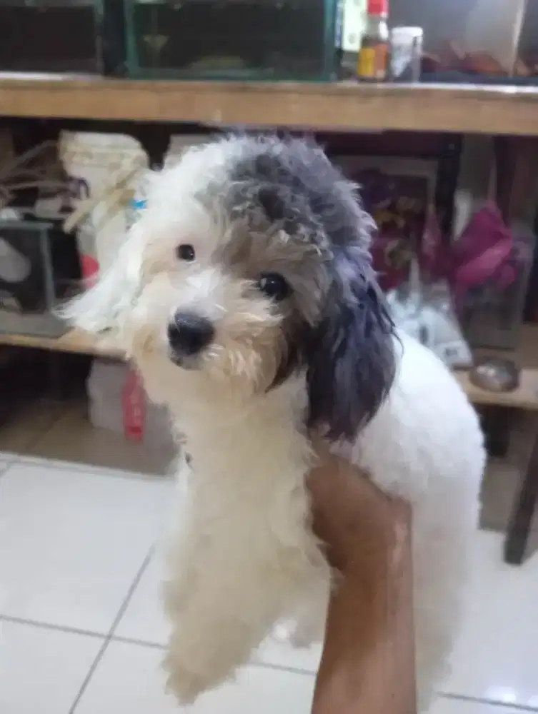 Poodle party silver Betina