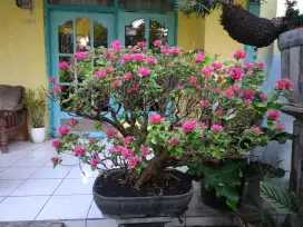 Bonsai Bougenvil Singapura Istimewa! Spek Kontes