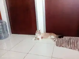 Kucing ras ragdoll kampung betina buku lebat 1.5