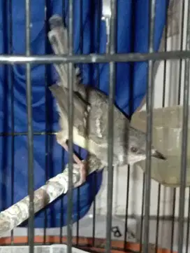 Burung cisem ciblek semi jantan pur total