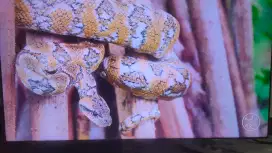 Samsung Qled smart tv 55 inch Sempurna