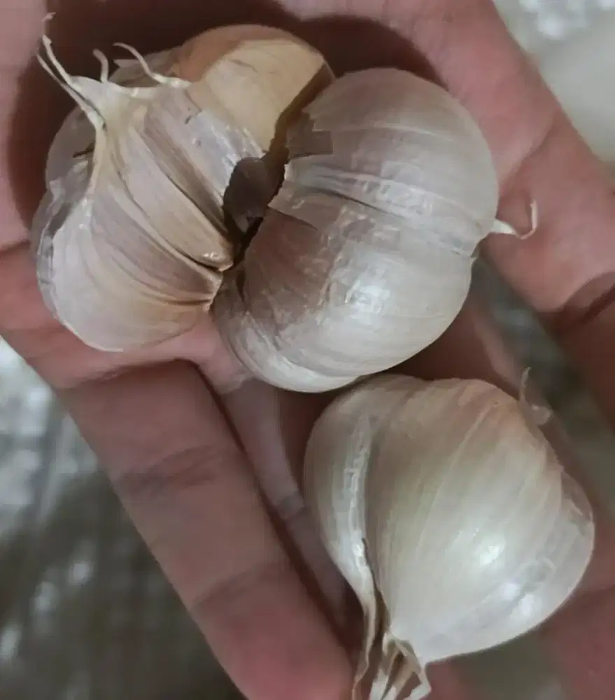 Jual bawang putih sinco dan kating