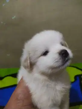 Anjing minipom mix jantan 2 bulan