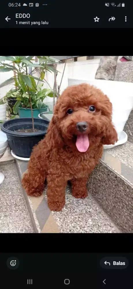 JUAL ANAKAN TOY RED PODDLE .LAHIR BLN 10 2024..STB.VAKSIN