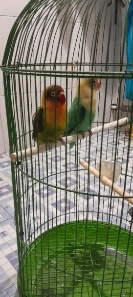 Sepasang biola PB x olive