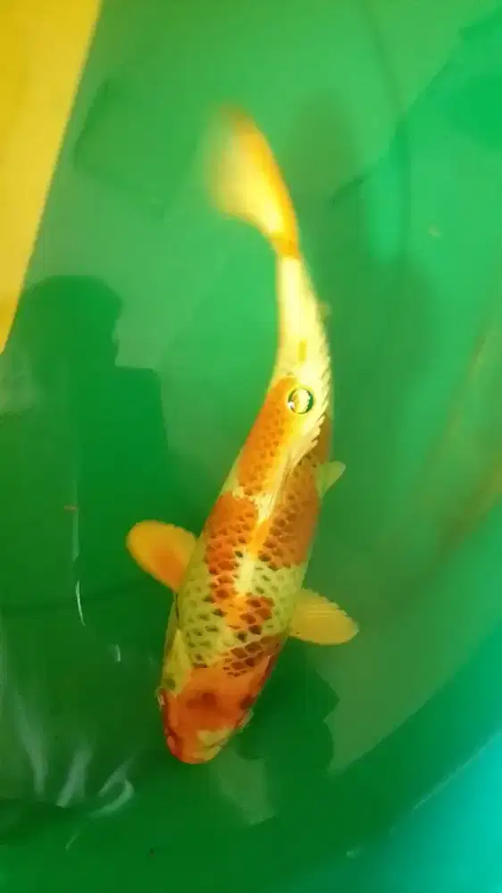 Ikan koi jenis KUJAKU uk 37cm