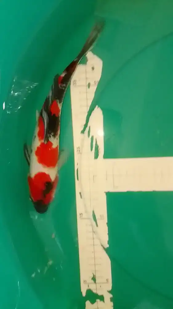 Ikan koi jenis  SHOWA 28cm HQ