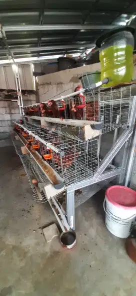 Ayam Petelur Full set 24 ekor