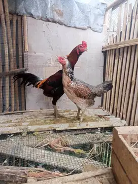 Ayam Mangon 1 pasang