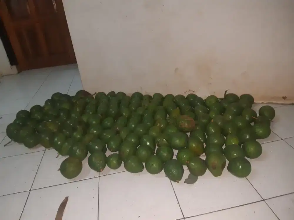 Obral alpukat made in subang