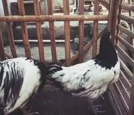 sepasang ayam lakenvelder jerman belanda 1 tahunan siap piara hobby2an