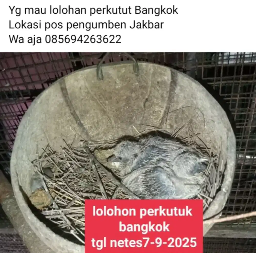Lolohan anakan perkutut Bangkok