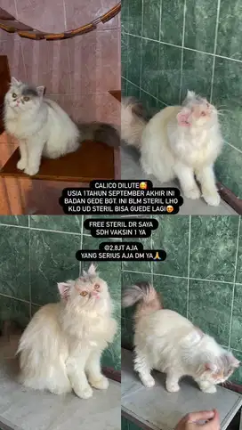 Open adopt persian calico dilute betina