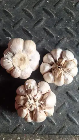 Jual Bawang Putih dan Bombay