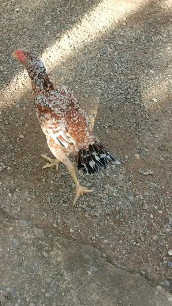 Induk Ayam Aseel Cros umur 1 THN +-