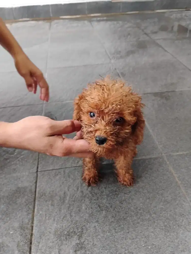 Dijual anak anjing mini red toy puddle