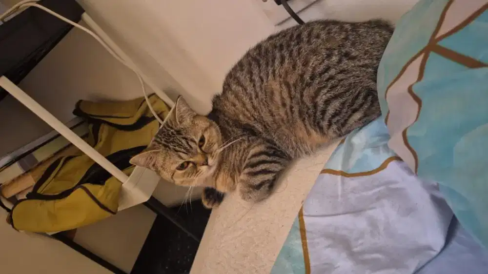 BSH 7 bulan warna tabby
