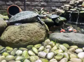 Kura Badut Unifilis Dewasa