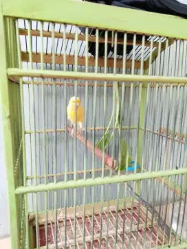 Jual burung kenari betina