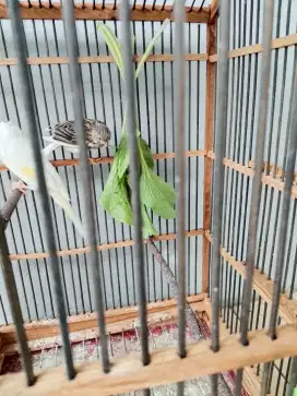 Jual burung kenari sepasang