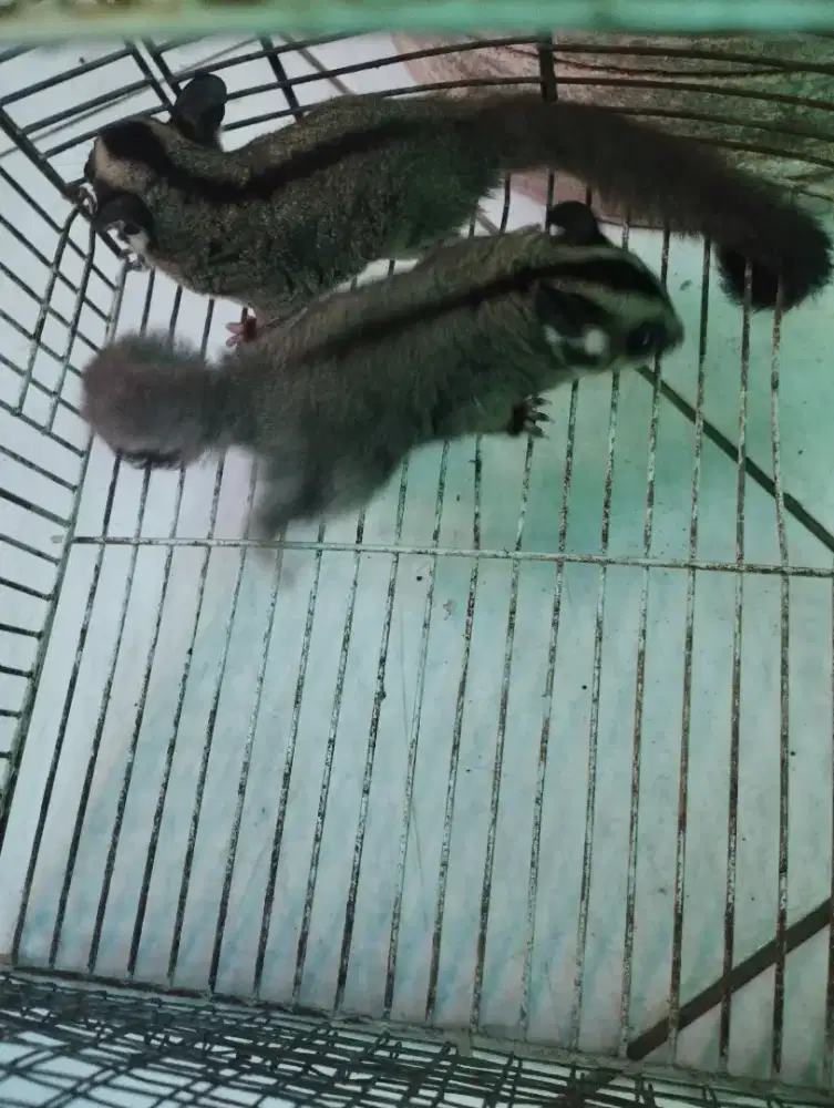 Sugar Glider Joey (anak) 3 Bulan 1 pasang