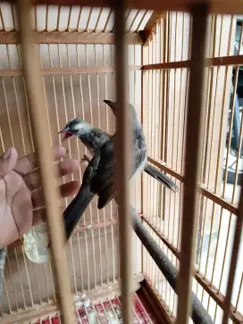 Jual burung Trucuk sepasang