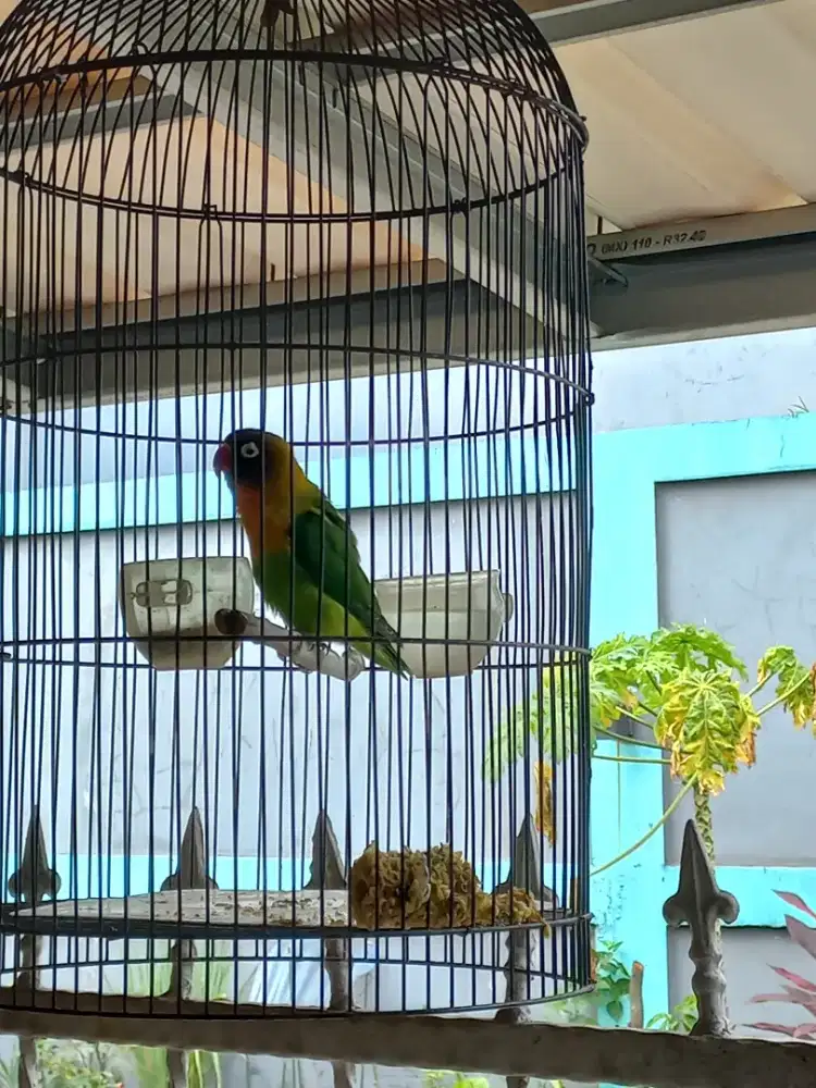 Kandang lovebird komplit cepuk dan sarung jg burun