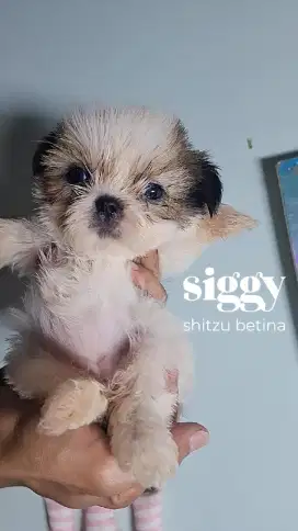 Shihtzu puppy 1jtaan