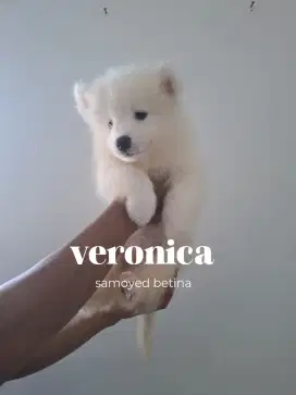 Samoyed puppy 2bln